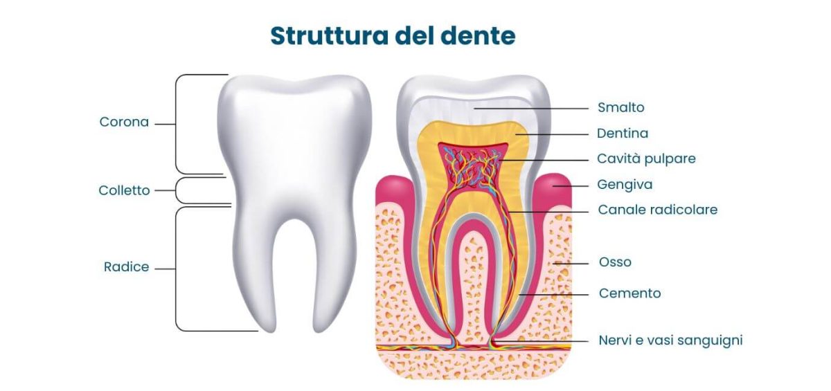 Struttura del dente